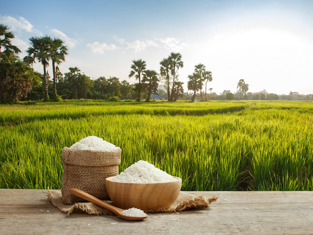 image 1 در باره برنج چه باید بدانیم؟
